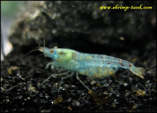 Shrimp-Tank.com Blue pearl shrimp
