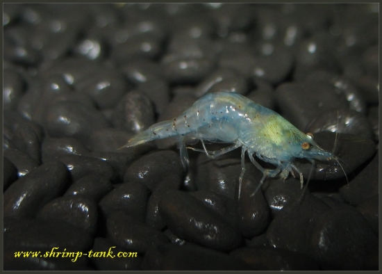 Shrimp-Tank.com Blue pearl shrimpis-checking-her-underbelly-c