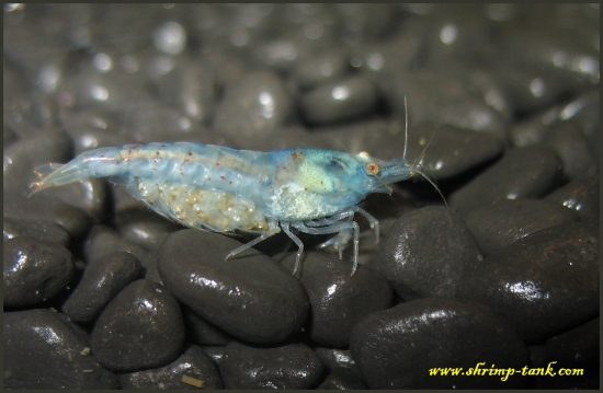 Shrimp-Tank.com Blue pearl shrimp is carrying her eggs