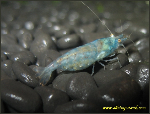 Shrimp-Tank.com Fat Blue pearl shrimp