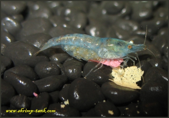 Shrimp-Tank.com Fat Blue pearl shrimp. Look at thos baby  shrimps inside her eggs
