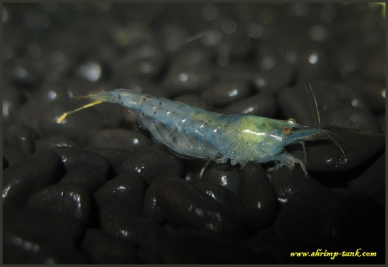 Shrimp-Tank.com Blue pearl shrimp on its way