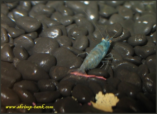 Shrimp-Tank.com Blue pearl shrimp is not interesting in flake food