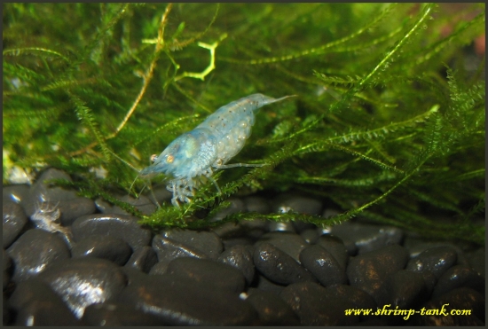 neocaridina-cf-zhangjiajiensis-var-blue-shrimp-near-a-moss-stone-c