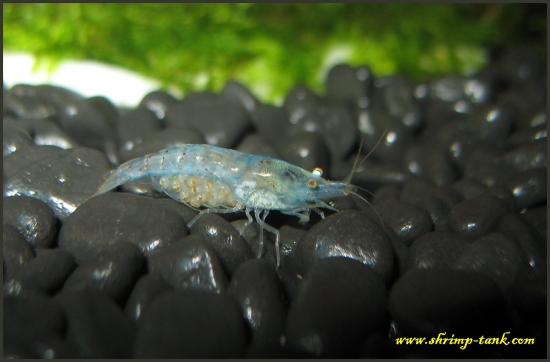 Shrimp-Tank.com Blue pearl shrimp with developed eggs
