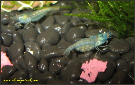 Shrimp-Tank.com Pair of Blue Pearl shrimps