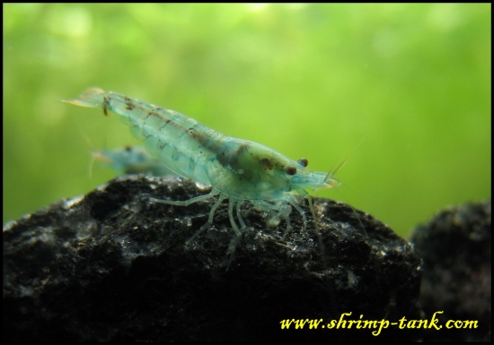 Shrimp-Tank.com Neocaridina cf. zhangjiajiensis var. blue shrimp