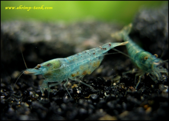 Shrimp-Tank.com Pregnant Blue pearl shrimp