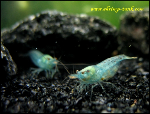 Shrimp-Tank.com Neocaridina cf. zhangjiajiensis var. blue pearl shrimps
