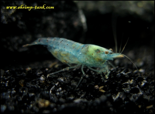 Shrimp-Tank.com Pregnant Blue pearl shrimp