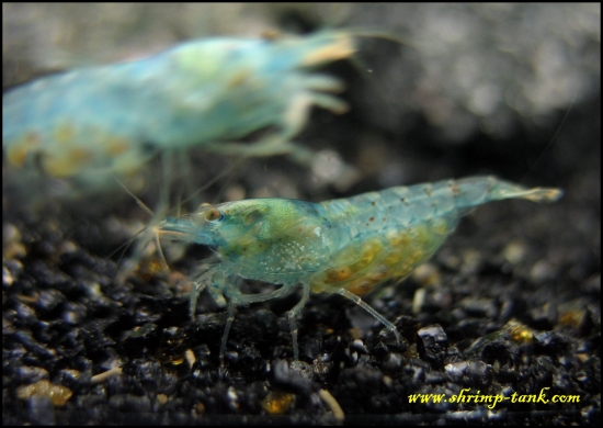 Shrimp-Tank.com Berried neocaridina cf. zhangjiajiensis var. blue shrimp