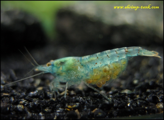 Shrimp-Tank.com Another pregnant Blue Pearl shrimp