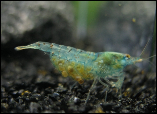 Shrimp-Tank.com Beatiful freshwater blue pearl shrimp