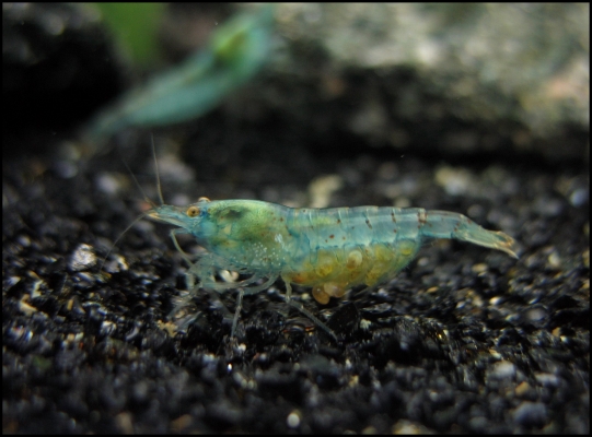 Shrimp-Tank.com Dwarf freshwater blue pearl shrimp