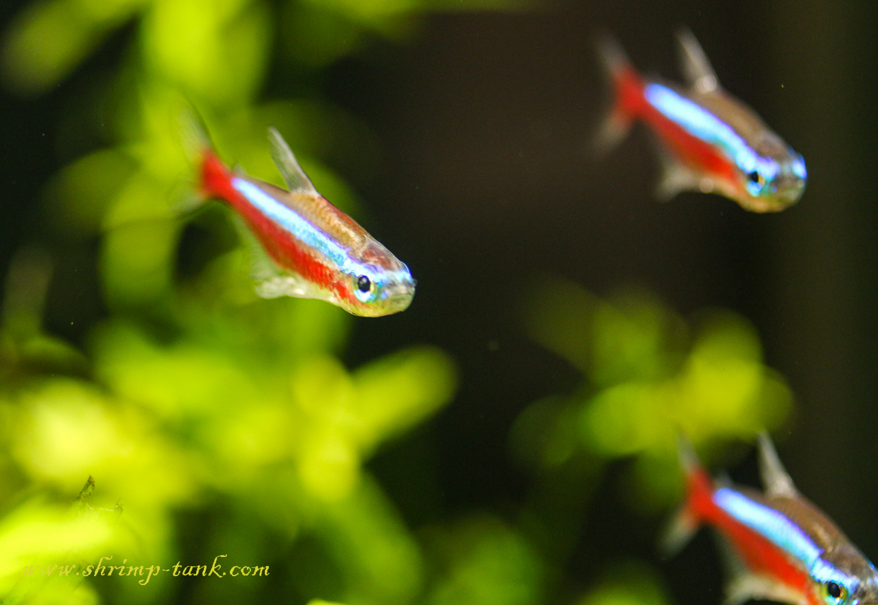 tetra fish