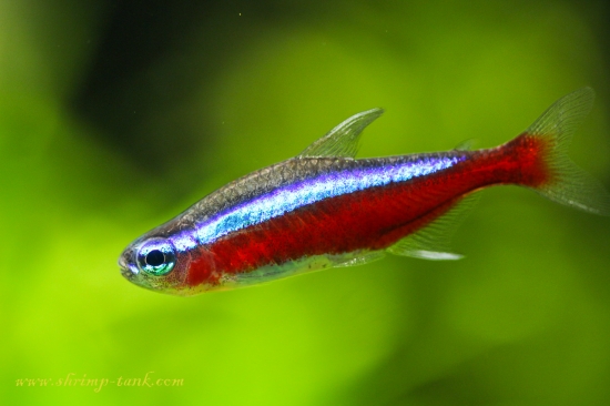 Cardinal Tetra Aquarium Fish