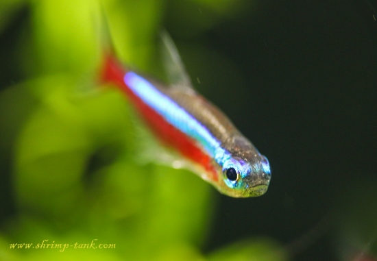 Cardinal Tetra Freshwater Fish