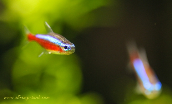 Cardinal Tetra Aquarium Fish