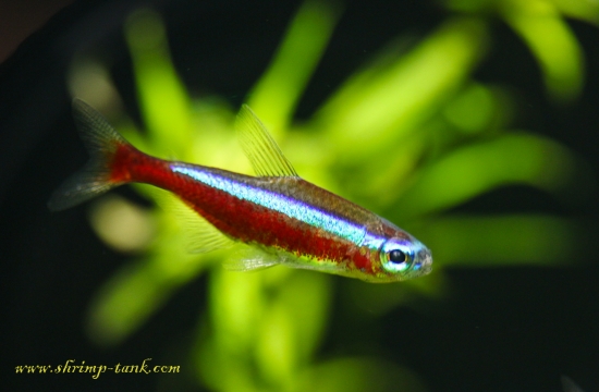 Cardinal Tetra Aquarium Fish