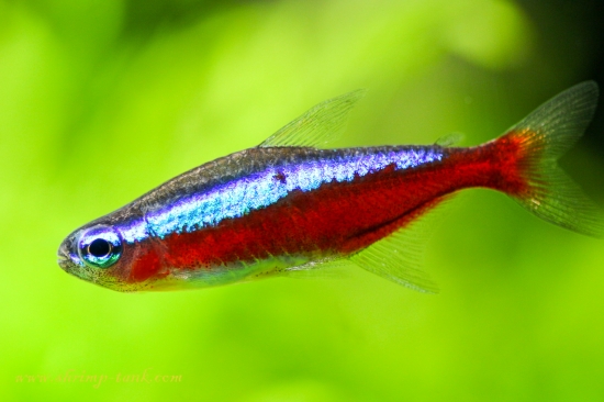 Cardinal Tetra Freshwater Fish