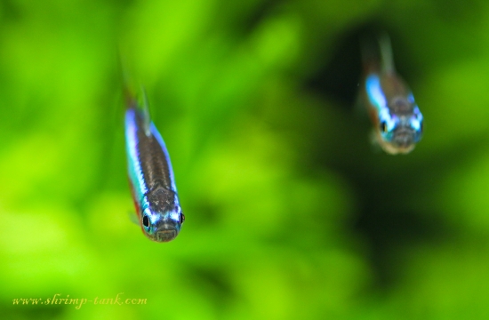 Several Cardinal Tetra Freishwater Fish