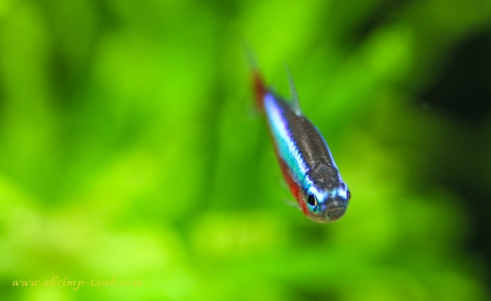 Cardinal Tetra Freshwater Fish
