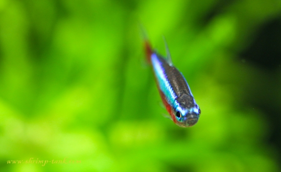 Cardinal Tetra Freshwater Fish