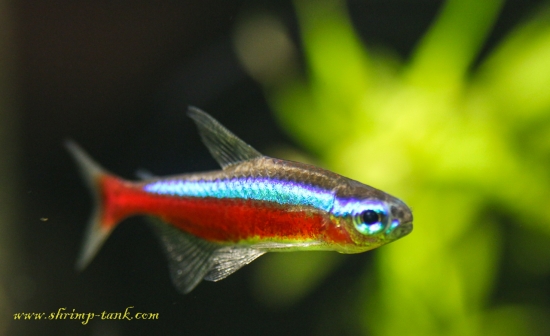 Cardinal Tetra Freshwater Fish