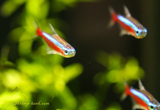 A Group of Cardinal Tetra Aquarium Fish