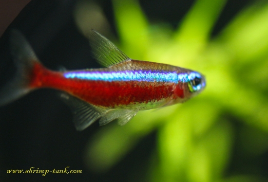 Cardinal Tetra Aquarium Fish