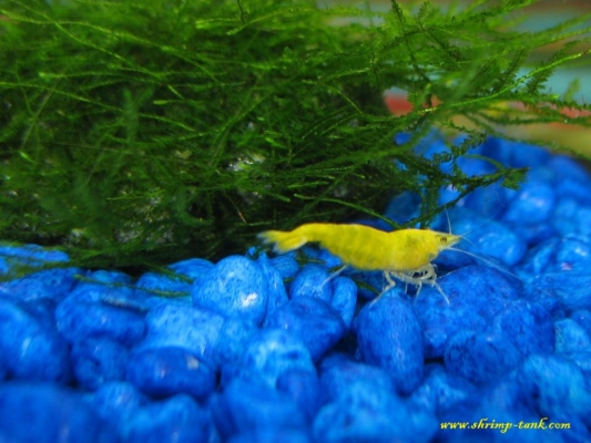 Shrimp-Tank.com Golden yellow neocaridina shrimp 10