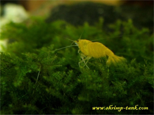 Shrimp-Tank.com Golden yellow neocaridina shrimp 11