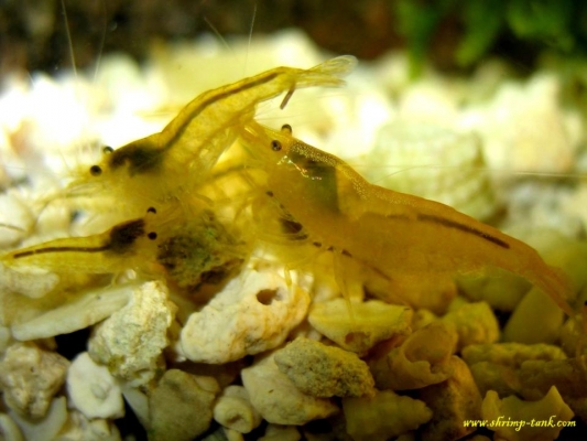 Shrimp-Tank.com Golden yellow neocaridina shrimp 12