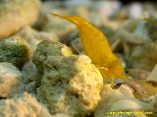 Shrimp-Tank.com Golden yellow neocaridina shrimp 13