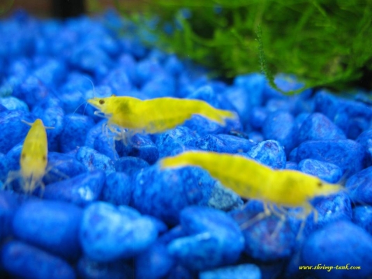 Shrimp-Tank.com Golden yellow neocaridina shrimp 14