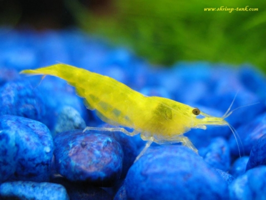 Shrimp-Tank.com Golden yellow neocaridina shrimp 2