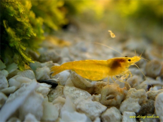 Shrimp-Tank.com Golden yellow neocaridina shrimp 3