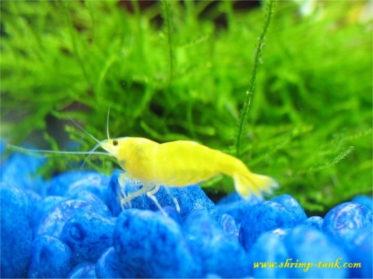 Shrimp-Tank.com Golden yellow neocaridina shrimp 33
