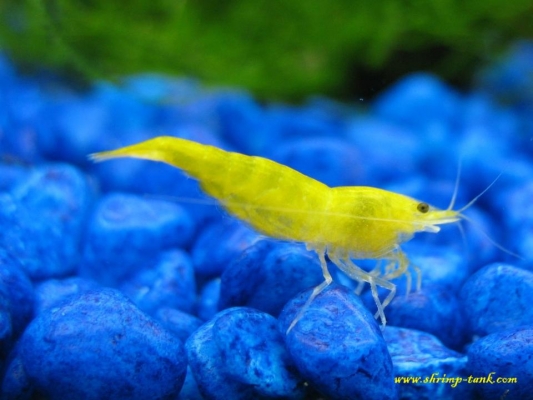 Shrimp-Tank.com Golden yellow neocaridina shrimp 4