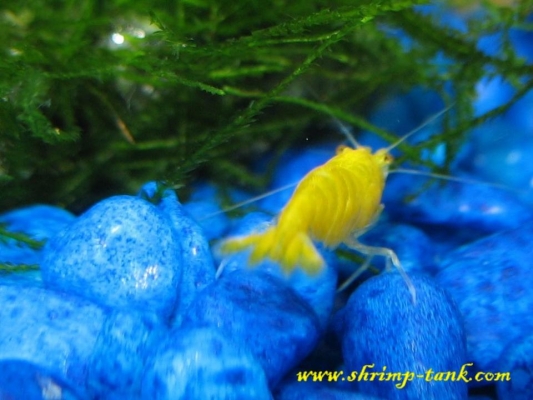 Shrimp-Tank.com Golden yellow neocaridina shrimp 44