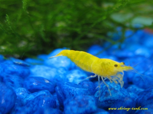 Shrimp-Tank.com Golden yellow neocaridina shrimp 5