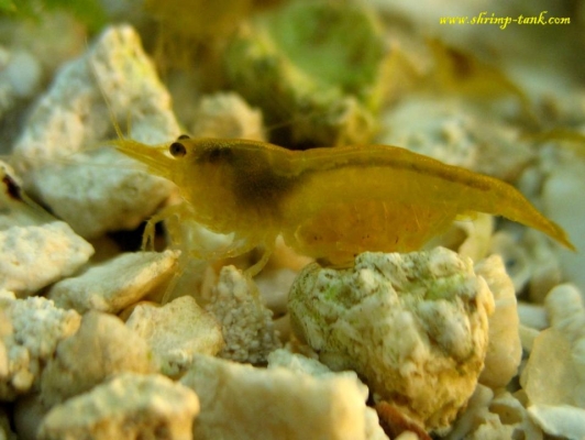 Shrimp-Tank.com Golden yellow neocaridina shrimp 55
