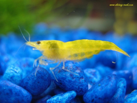 Shrimp-Tank.com Golden yellow neocaridina shrimp 66