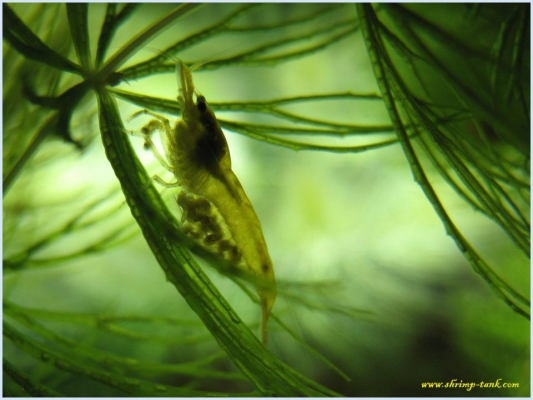 Shrimp-Tank.com Golden yellow neocaridina shrimp 7