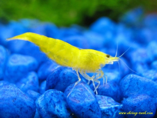 Shrimp-Tank.com Golden yellow neocaridina shrimp 8