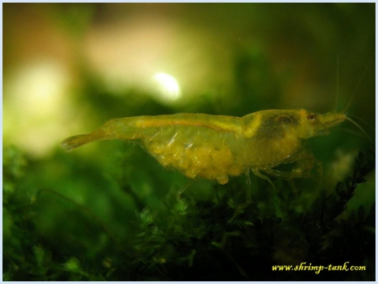 Shrimp-Tank.com Golden yellow neocaridina shrimp 9