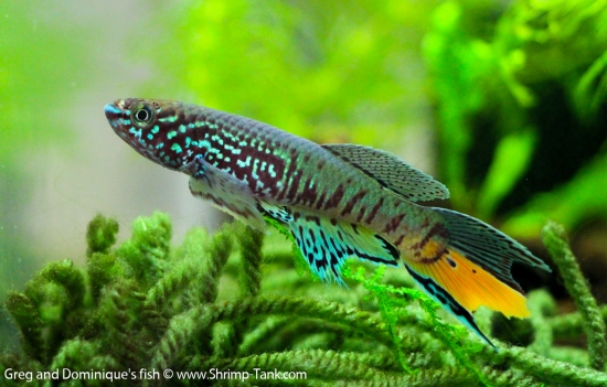 Killifish