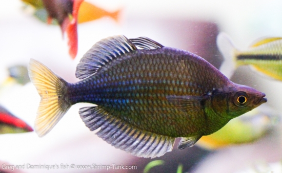 Freshwater Rainbow Fish