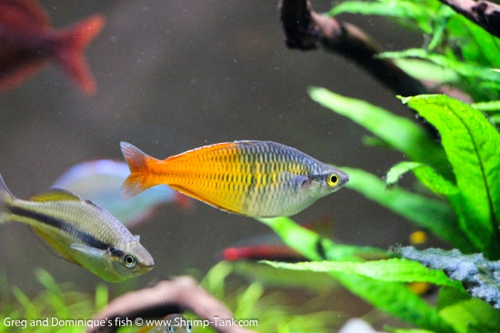 Freshwater Rainbow Fish