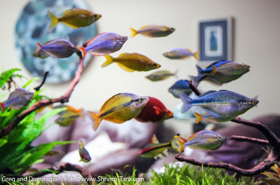 Group of Freshwater Rainbow fish